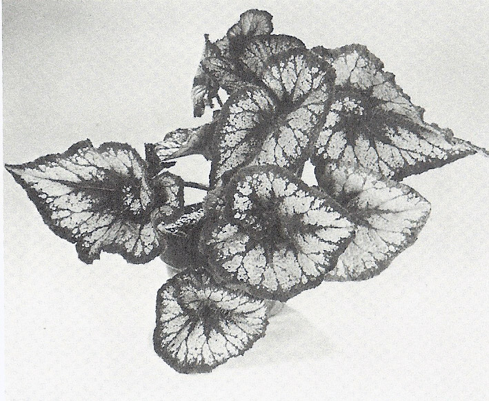 B. ‘Duartei’